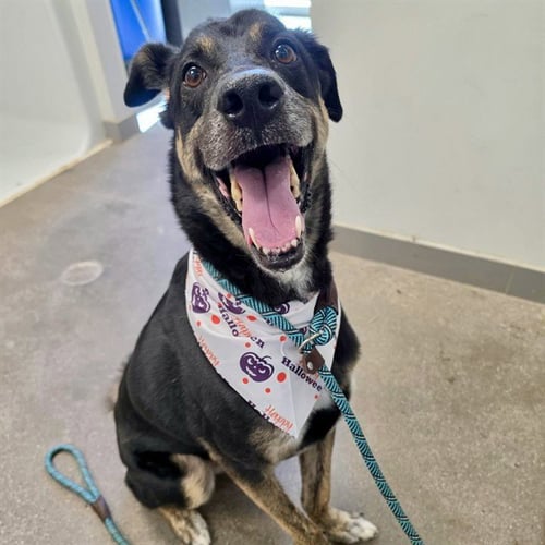 MAVERICK - German Shepherd Dog available for adoption