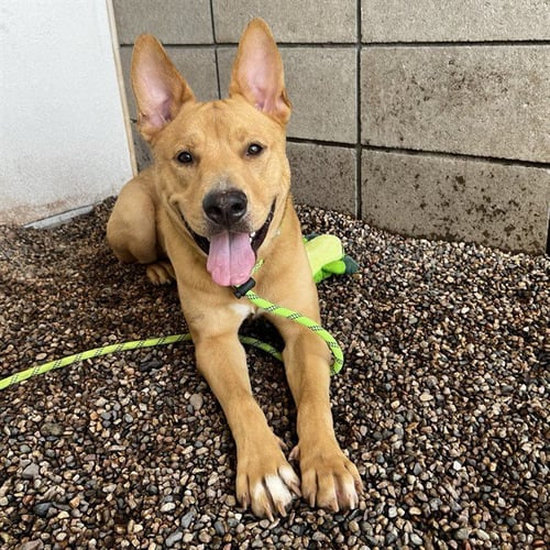 NORRIS - German Shepherd Dog available for adoption