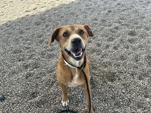 DJ - Dutch Shepherd available for adoption
