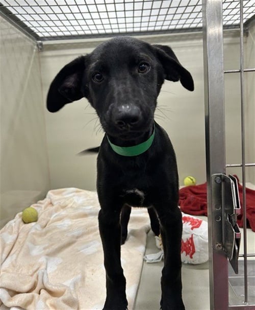 BBQ RANCH - Labrador Retriever available for adoption