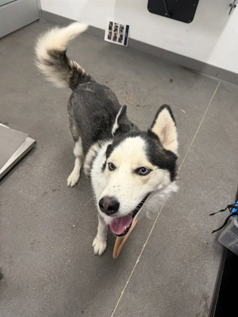 POTATO CHIP - Siberian Husky available for adoption