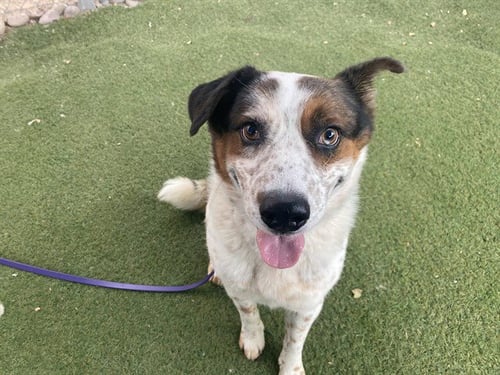MILO - Australian Cattle Dog/Blue Heeler / Australian Shepherd available for adoption