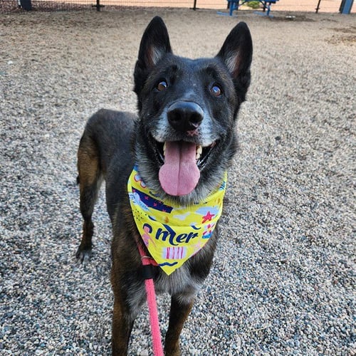 PEPE - Belgian Shepherd Malinois available for adoption