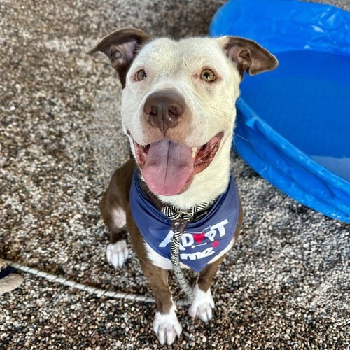 PACO - Staffordshire Bull Terrier available for adoption