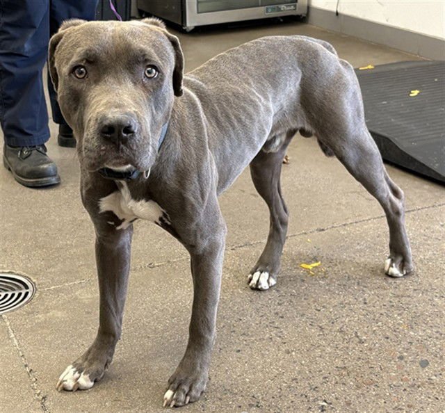 JUNIE - American Pit Bull Terrier available for adoption