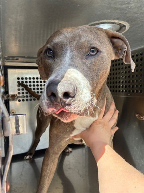BRUTUS - American Pit Bull Terrier available for adoption