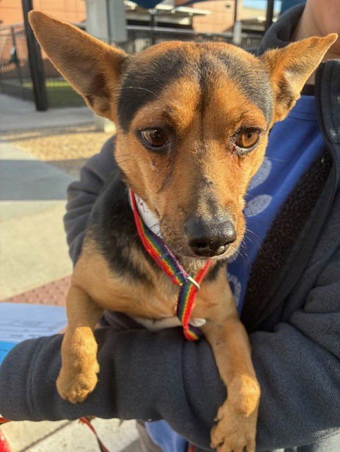 KABOB - Chihuahua available for adoption