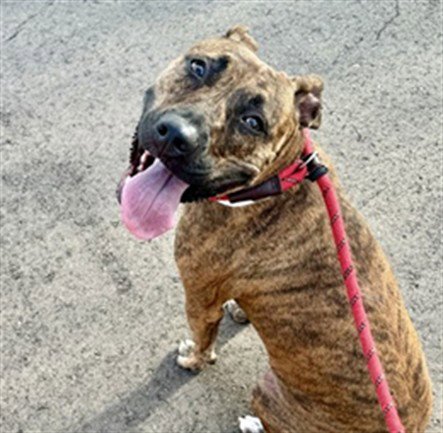 MABLE - Plott Hound / American Pit Bull Terrier available for adoption