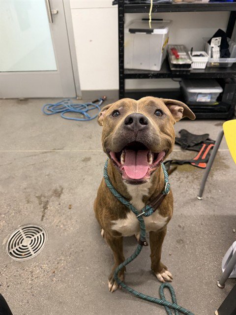 KOA - American Pit Bull Terrier / Labrador Retriever available for adoption