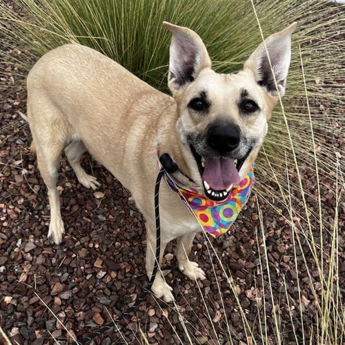 NALA - Labrador Retriever / German Shepherd Dog available for adoption