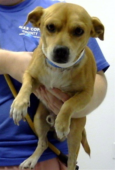 TIMOTHY - Chihuahua available for adoption