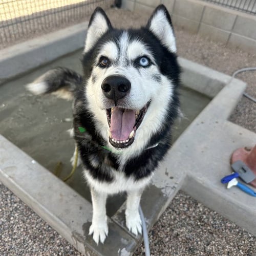 HANZO - Husky available for adoption