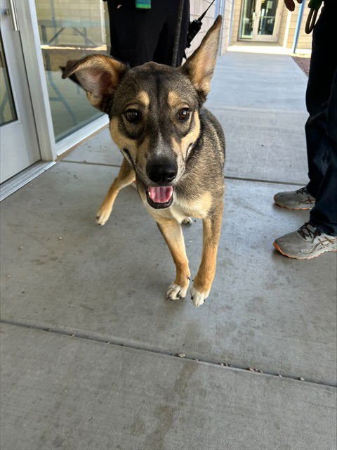 CHOCOLATE TEDDY - German Shepherd Dog available for adoption