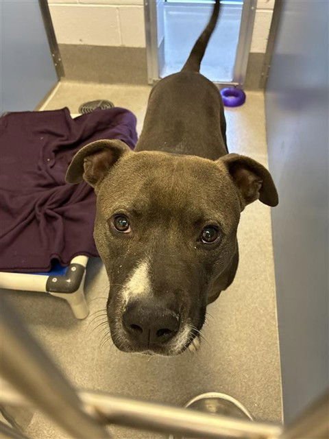 SIR DUKE - American Pit Bull Terrier / Staffordshire Bull Terrier for adoption in Tempe