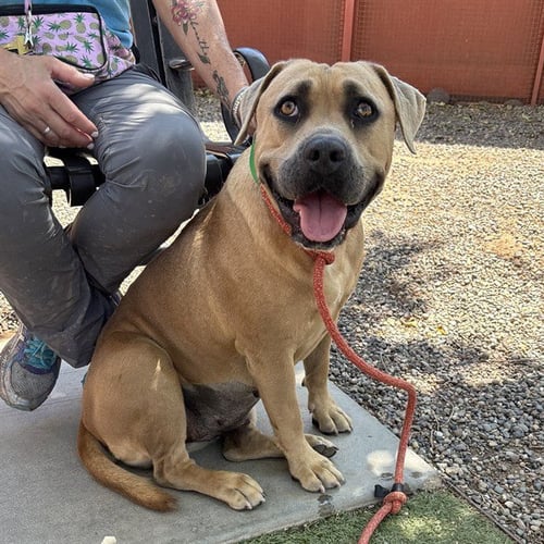 PHOEBE - American Pit Bull Terrier available for adoption