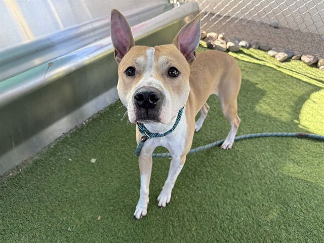 ARMIE - Australian Cattle Dog/Blue Heeler / American Pit Bull Terrier available for adoption