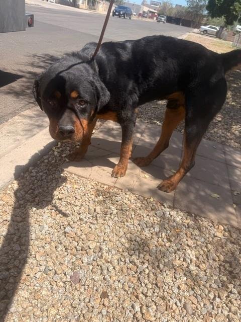 BOSTON - Rottweiler available for adoption