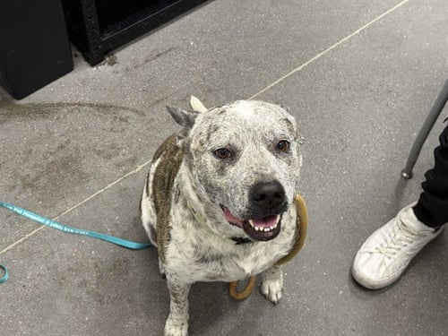 DUKE - Australian Cattle Dog/Blue Heeler available for adoption