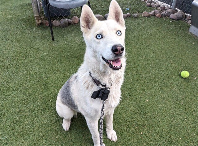 LUNA - Siberian Husky available for adoption
