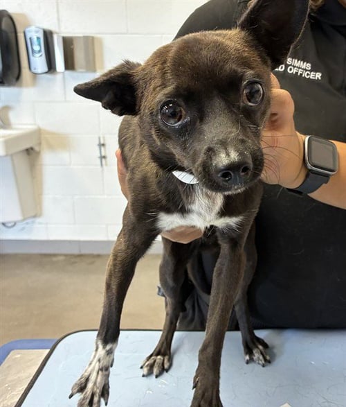 CRICKET - Chihuahua available for adoption