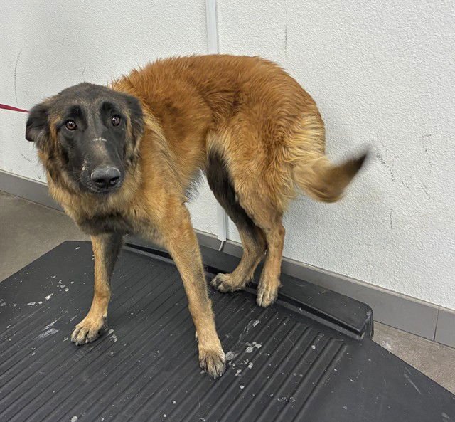 MIRANDA - German Shepherd Dog available for adoption