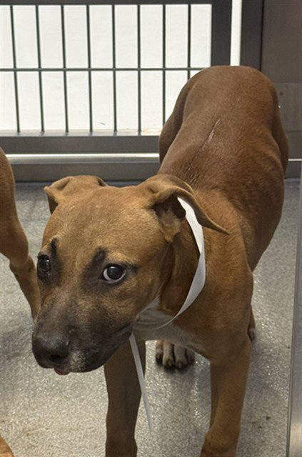 SWEET TEA - American Pit Bull Terrier available for adoption
