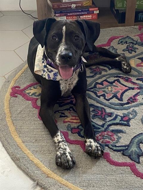 SKYE - Australian Cattle Dog/Blue Heeler available for adoption