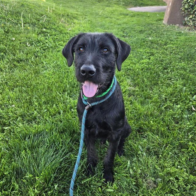 BANKSY - German Shorthaired Pointer available for adoption