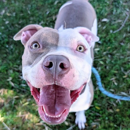 BONITA - American Pit Bull Terrier available for adoption