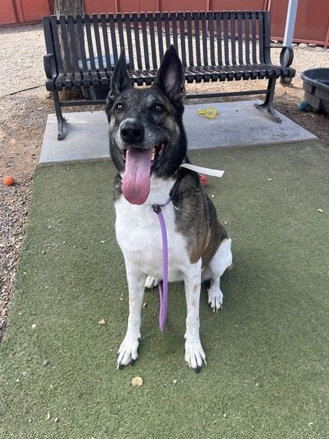 RUBY - Akita / German Shepherd Dog available for adoption