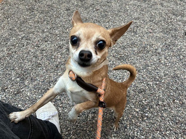 ZEEKE - Chihuahua available for adoption