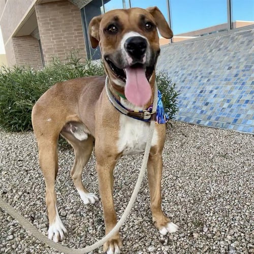 DOC - Boxer available for adoption