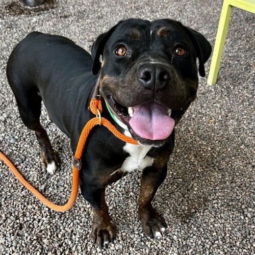 JAZZY - American Pit Bull Terrier / Rottweiler available for adoption