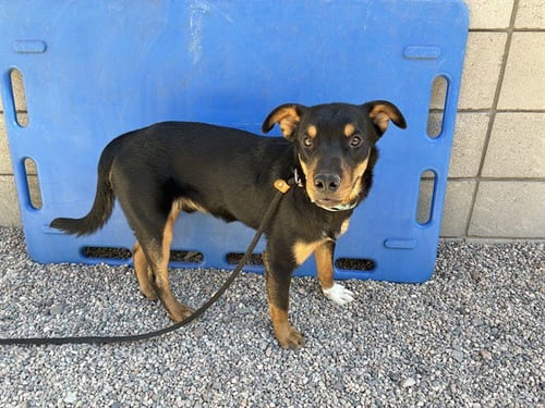DANTE - Rottweiler available for adoption