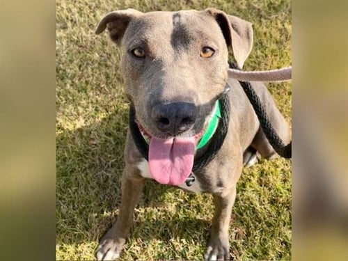 IMANI - American Pit Bull Terrier available for adoption