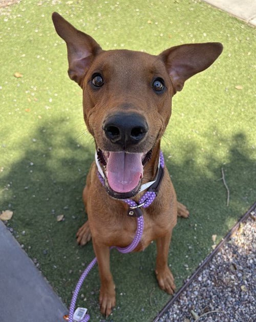 BENJI - Doberman Pinscher available for adoption