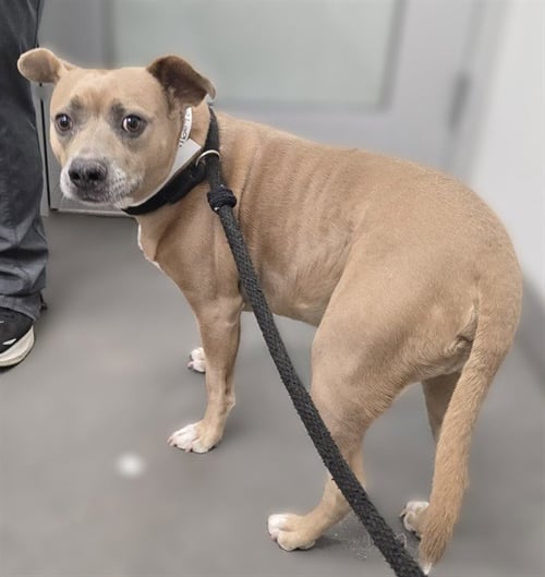 HUGO - Staffordshire Bull Terrier / Labrador Retriever available for adoption