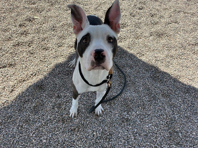 PETEY Image