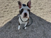 PETEY - Photo 1