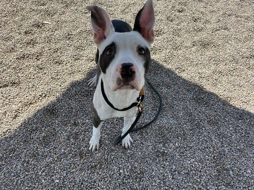 PETEY - American Pit Bull Terrier available for adoption