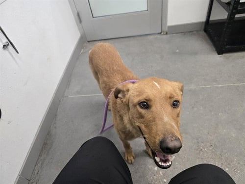 HAMBURGER - German Shepherd Dog / Labrador Retriever available for adoption