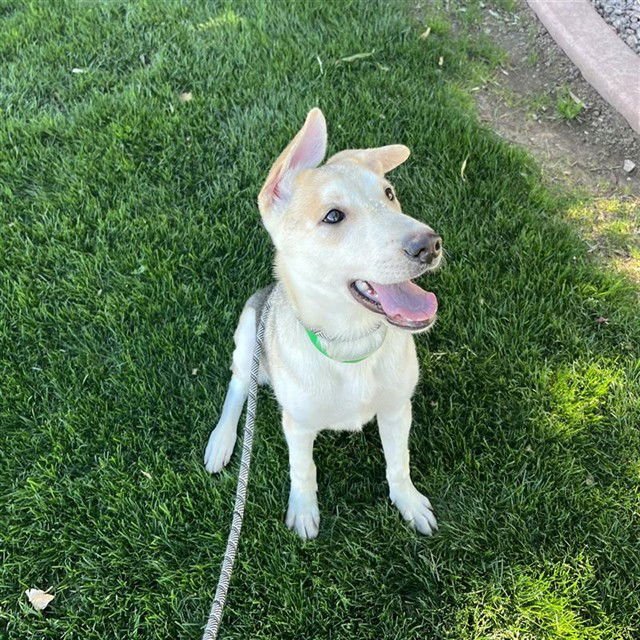 FENIX - Siberian Husky available for adoption