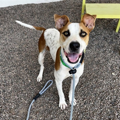 WILEY - American Pit Bull Terrier available for adoption