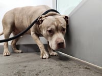BUBBA - Photo 1