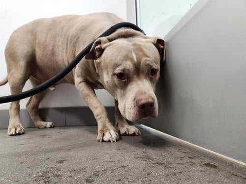 BUBBA - American Pit Bull Terrier available for adoption