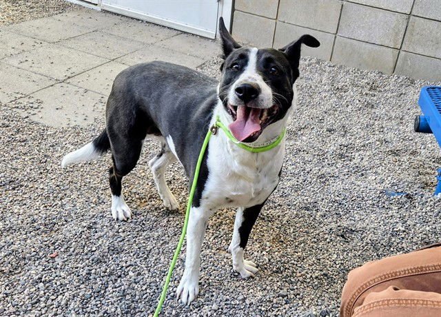 POLLY - Border Collie for adoption in Tempe