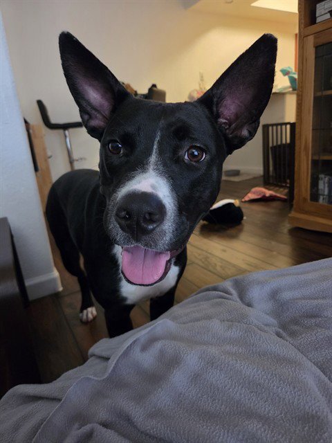 PEPPER - Labrador Retriever available for adoption