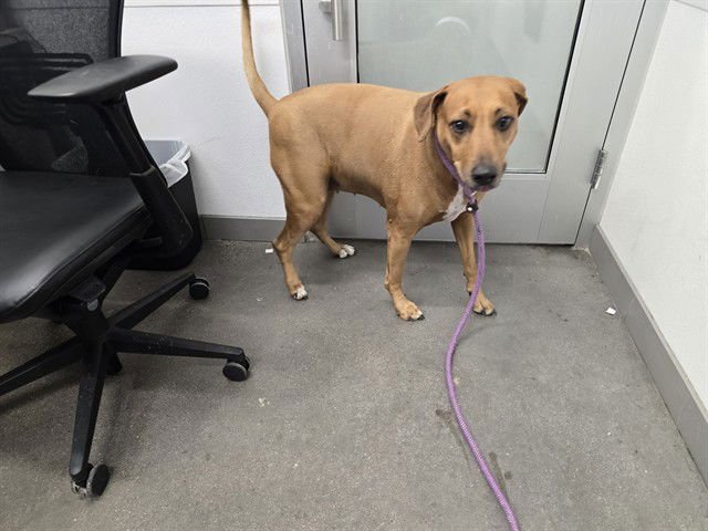 DAISY - Rhodesian Ridgeback for adoption in Tempe