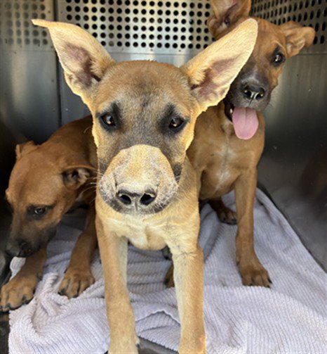 SEA - American Pit Bull Terrier available for adoption