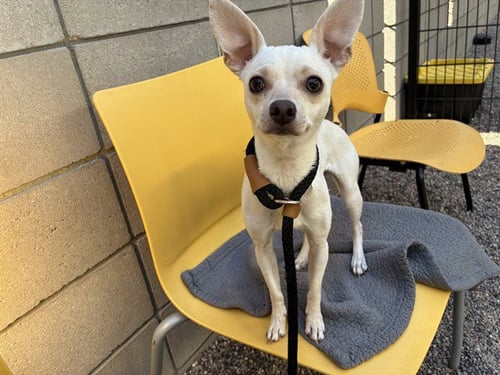 RORY - Chihuahua available for adoption